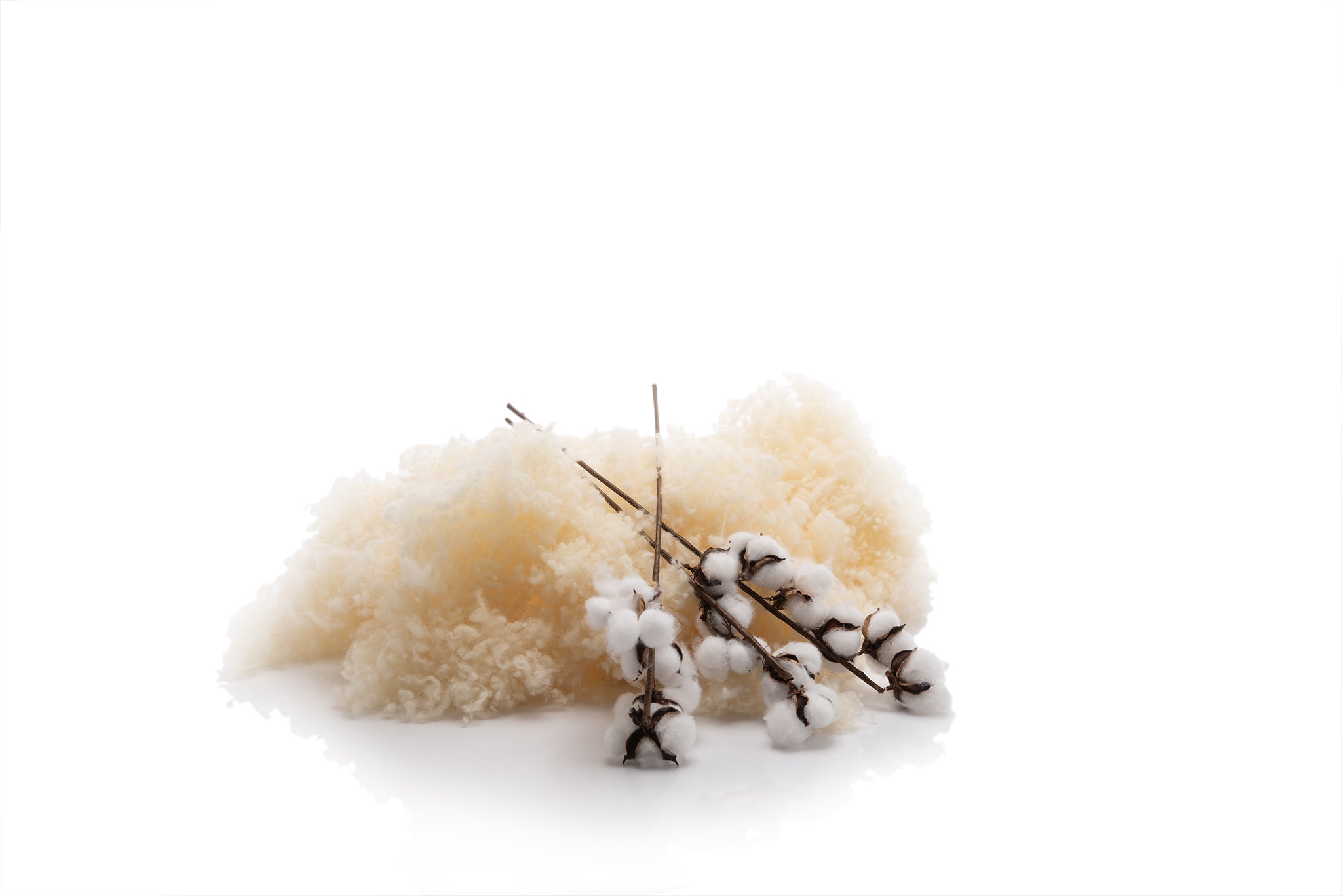 сурова вълна и клонки от памук на бял фон